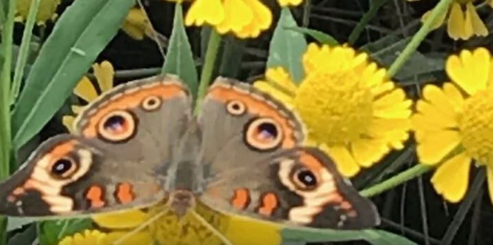 Supporting Pollinators and Pollinator Gardens